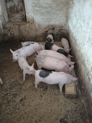 Vand purcei de 8 saptamani - imagine 2