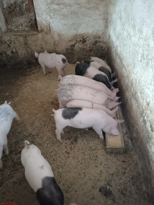 Vand purcei de 8 saptamani