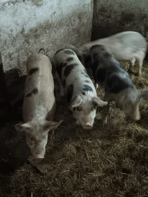 vand grasuni 40 50 kg