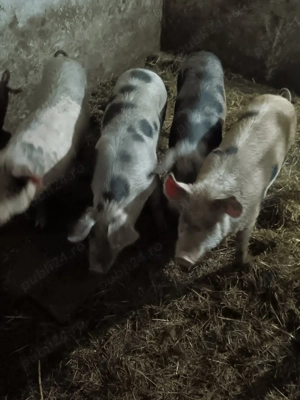 vand grasuni 40 50 kg - imagine 3