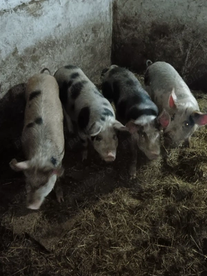 vand grasuni 40 50 kg - imagine 2