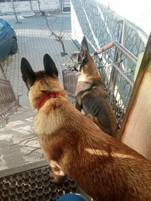Catei Belgian Malinois  - imagine 4