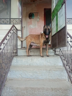 Catei Belgian Malinois  - imagine 2