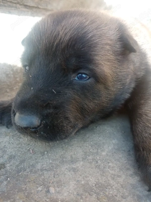 Catei Belgian Malinois  - imagine 3