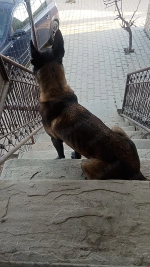 Catei Belgian Malinois  - imagine 5