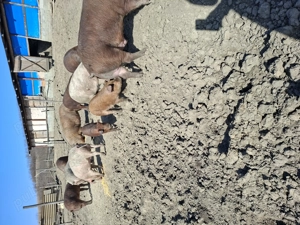 Vand porci - imagine 2