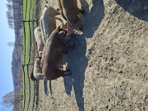 Vand porci - imagine 4