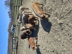 Vand porci - imagine 3