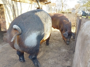 Porc Duroc 350 kg  - imagine 2