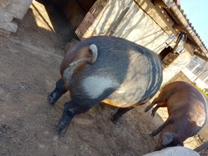 Porc Duroc 350 kg  - imagine 3