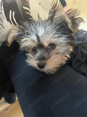 vand yorkshire terrier - imagine 5