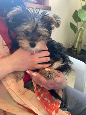 vand yorkshire terrier - imagine 2