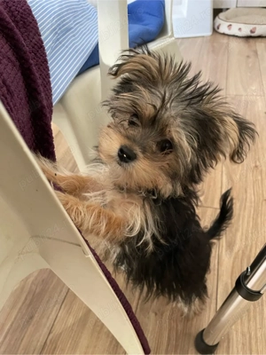 vand yorkshire terrier - imagine 3