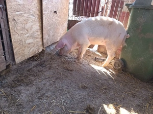 purcele pentru sacrificre sau reproductie - imagine 3