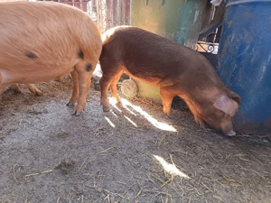 purcele pentru sacrificre sau reproductie