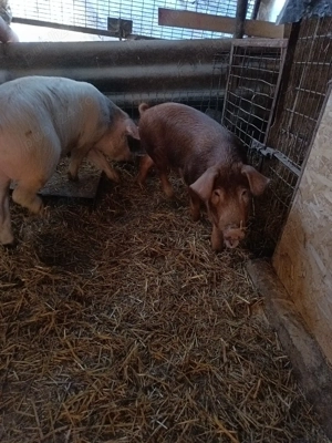 purcele pentru sacrificre sau reproductie - imagine 4