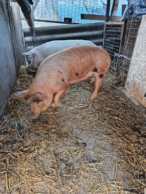 purcele pentru sacrificre sau reproductie - imagine 5