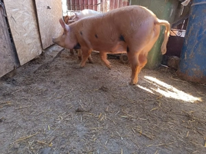 purcele pentru sacrificre sau reproductie - imagine 2