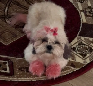 shih tzu fetita - imagine 2