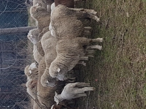 Vand 20 de oi fatate tinere cu miei mari în Ramnicu sarat  - imagine 2