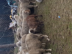 Vand 20 de oi fatate tinere cu miei mari în Ramnicu sarat  - imagine 3