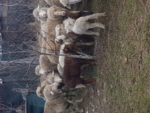 Vand 20 de oi fatate tinere cu miei mari în Ramnicu sarat  - imagine 4