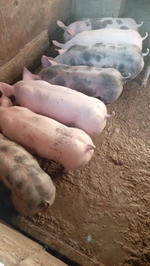 Vând pureci! - imagine 2