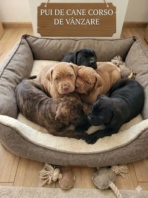 Pui de vânzare - Cane Corso rasă pură - imagine 2