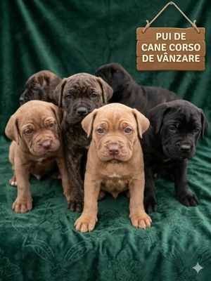 Pui de vânzare - Cane Corso rasă pură - imagine 3