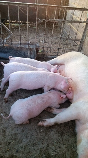 porci de vanzare! - imagine 2