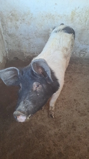 Vând doi porci - imagine 2