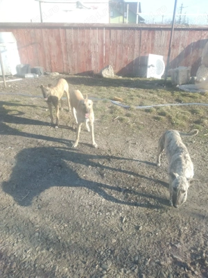 vand  un mascul si o femele 5,5  - imagine 2