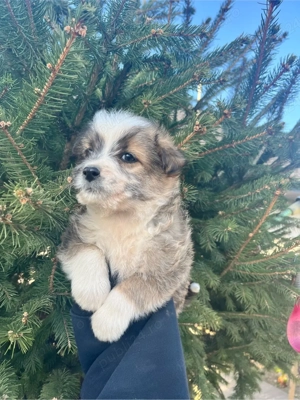 vand catelusi  - imagine 3