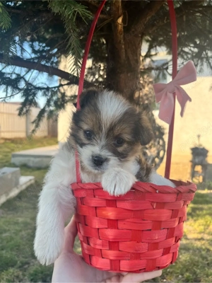 vand catelusi  - imagine 4