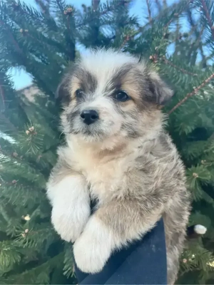 vand catelusi  - imagine 2