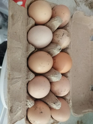oua de vanzare - imagine 2