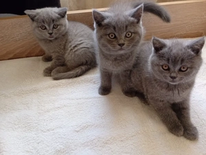 British Shorthair