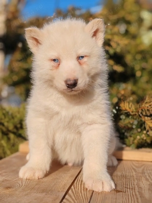 Huscki Siberian  - imagine 3