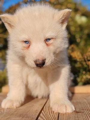 Huscki Siberian  - imagine 2