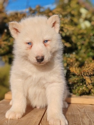 Huscki Siberian  - imagine 4