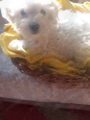 Bisoni Maltezi toi  - imagine 3