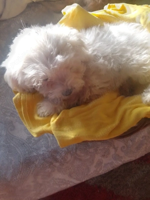 Bisoni Maltezi toi  - imagine 4