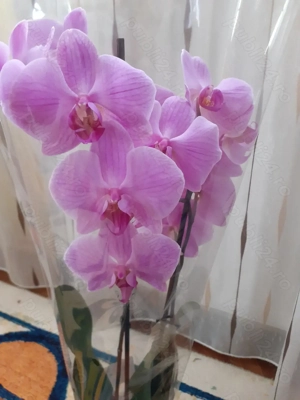 Orhidee la preț bun