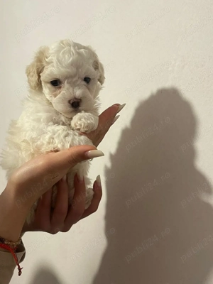  Pui Bichon matlez 2 fetițe si 2 băieței Disponibili o lună si o săptămână  au acum  - imagine 3