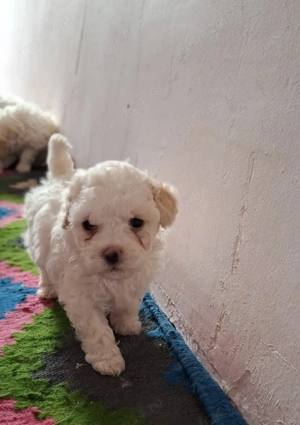  Pui Bichon matlez 2 fetițe si 2 băieței Disponibili o lună si o săptămână  au acum  - imagine 4
