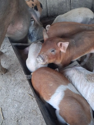 Vând Purcei  - imagine 2