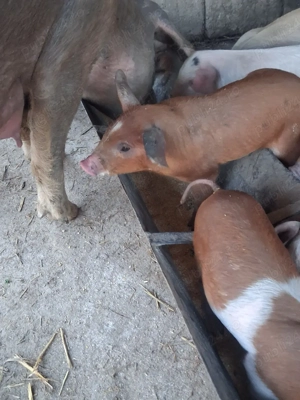 Vând Purcei  - imagine 5