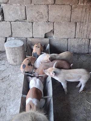 Vând Purcei  - imagine 3