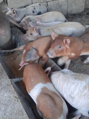 Vând Purcei  - imagine 4