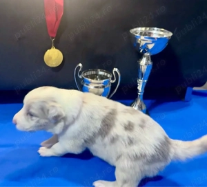 Fetita Border Collie cu Pedigree - imagine 3